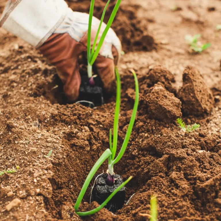 Sustainable Farming under the idea of Regenerative Agriculture